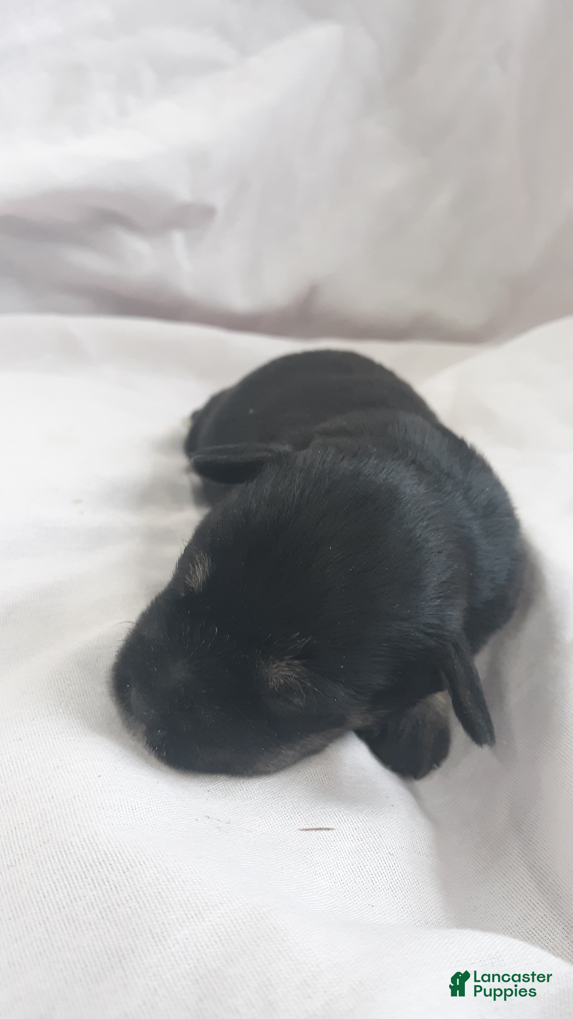 Miniature Schnauzer dogs for sale: AKC Hot Rod - Ad 2