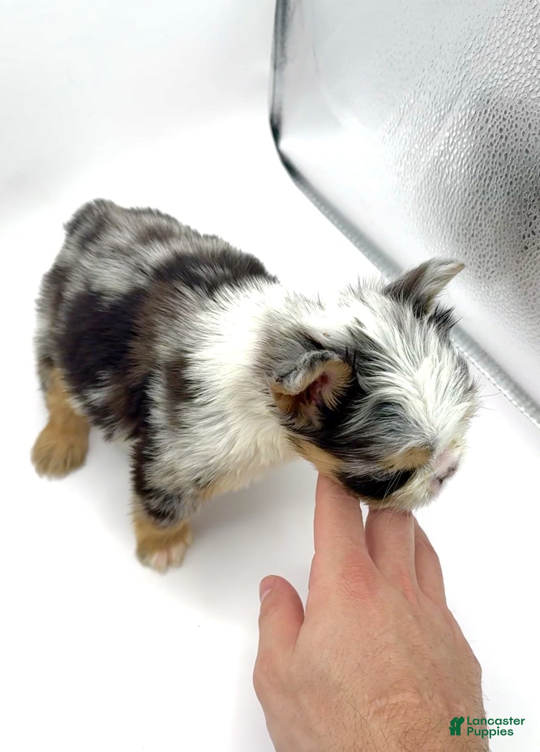 French Bulldog dogs for sale: French Bulldog Puppy 1 - Ad 4