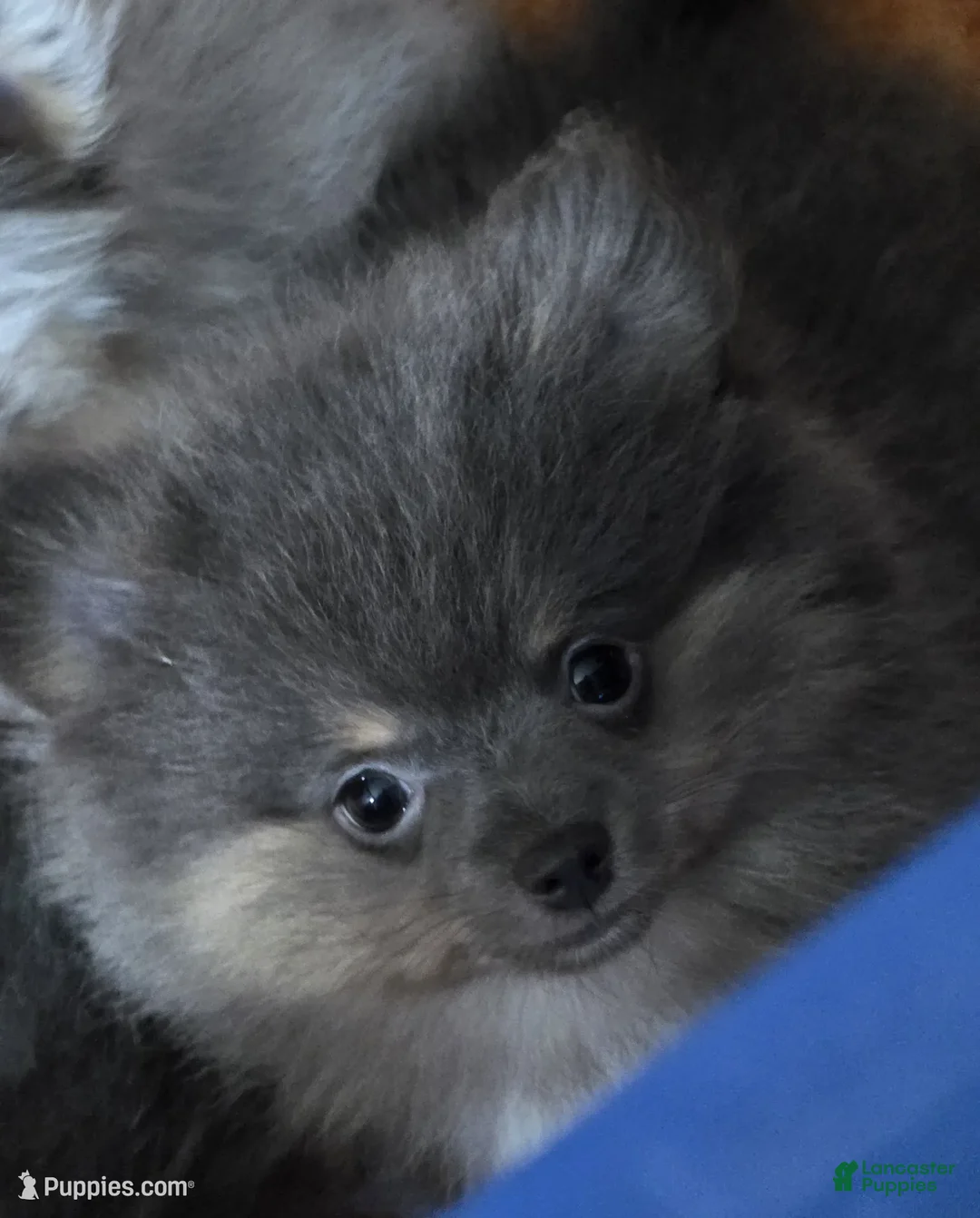 Pomeranian dogs for sale: Aca Duffy  - Ad 1