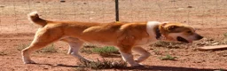 Central Asian Shepherd dogs for sale: Naomi - Ad 3