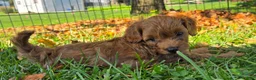 Cavapoo dogs for sale: Simba - Ad 8