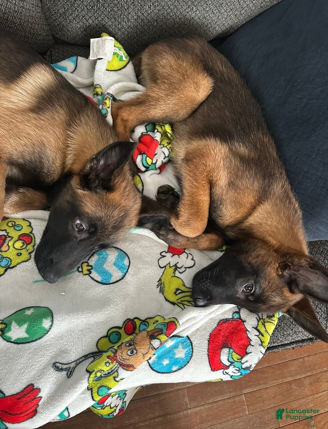 Belgian Malinois dogs Belgian Malinois Puppy 2 - Ad 2