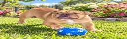 English Bulldog dogs for sale: Hershey - Ad 5