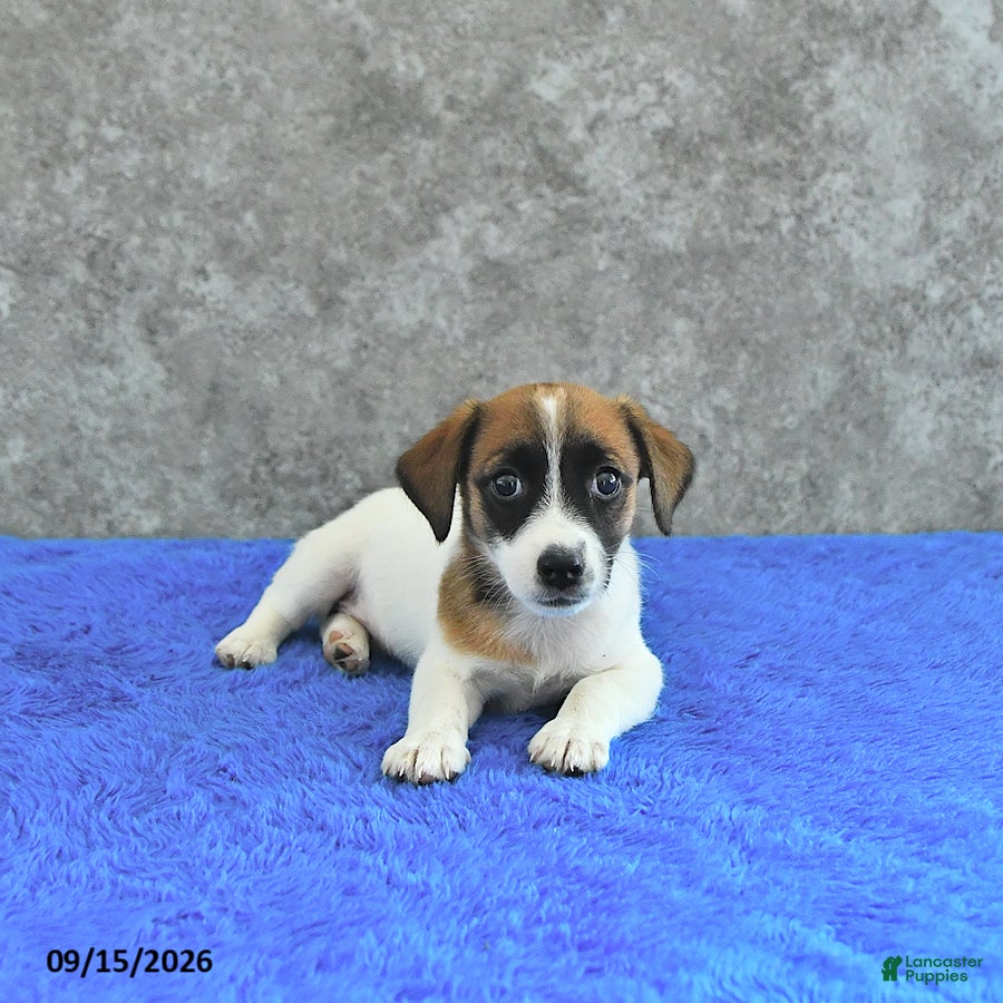 Jack Russell Terrier dogs Bella Mia - Ad 1