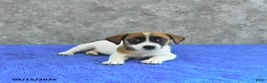 Bella Mia