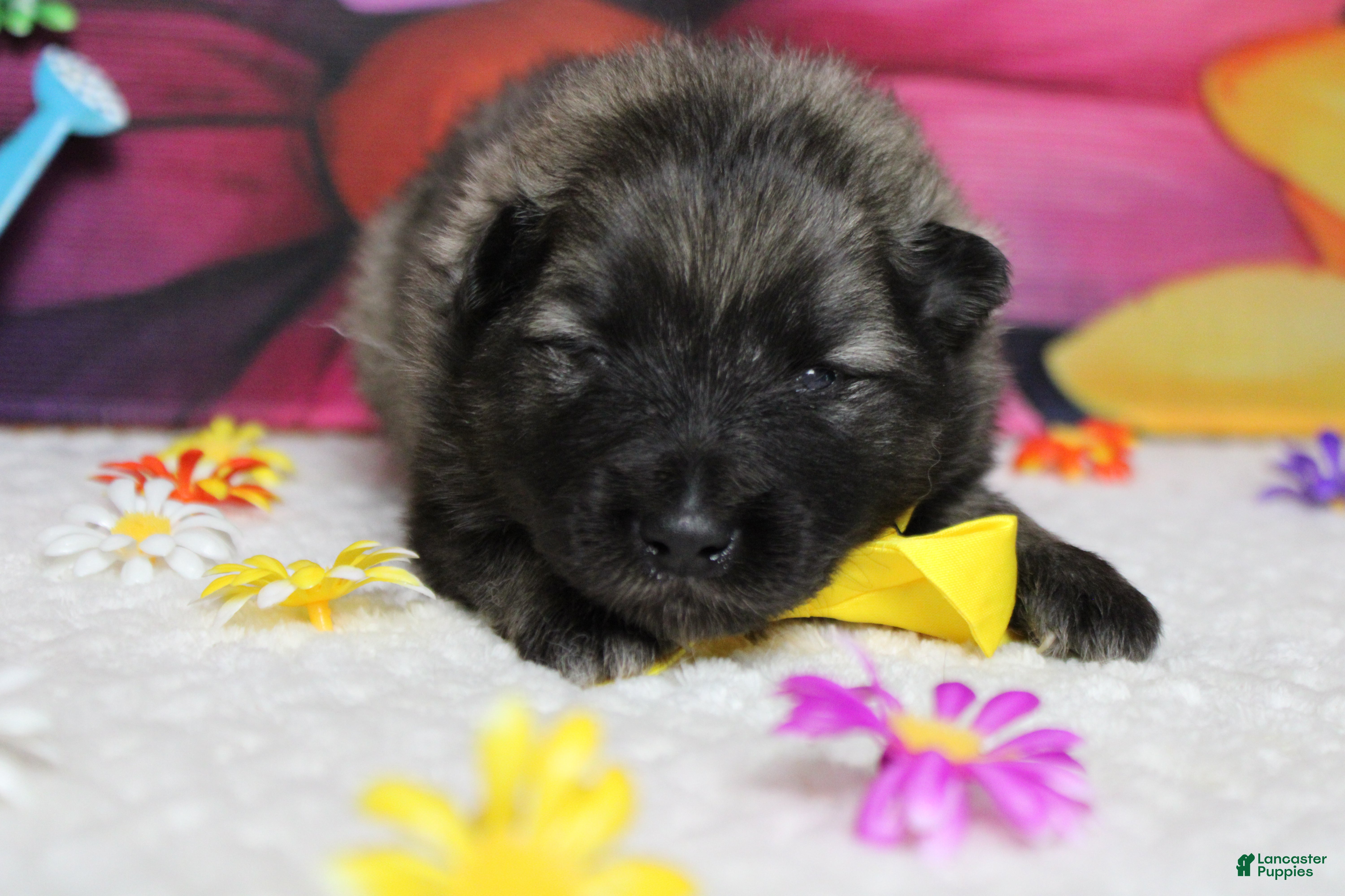 Keeshond dogs Abbott  - Ad 10