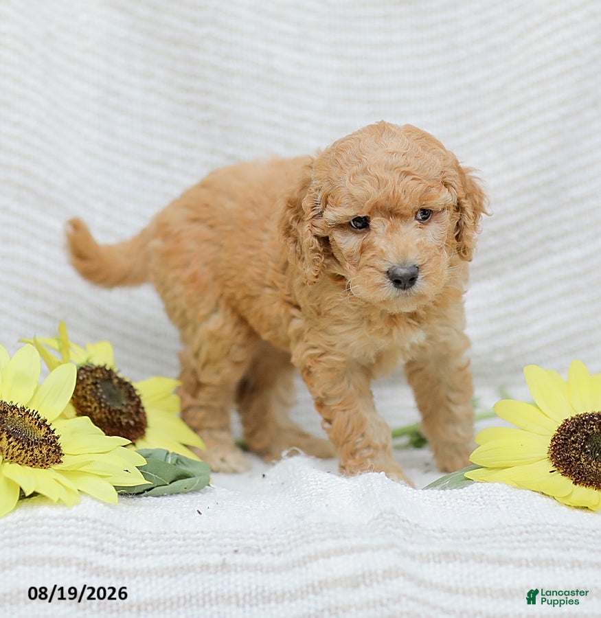 Goldendoodle dogs Jasmine - Ad 2
