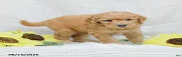 Goldendoodle dogs for sale: Jasmine - Ad 2