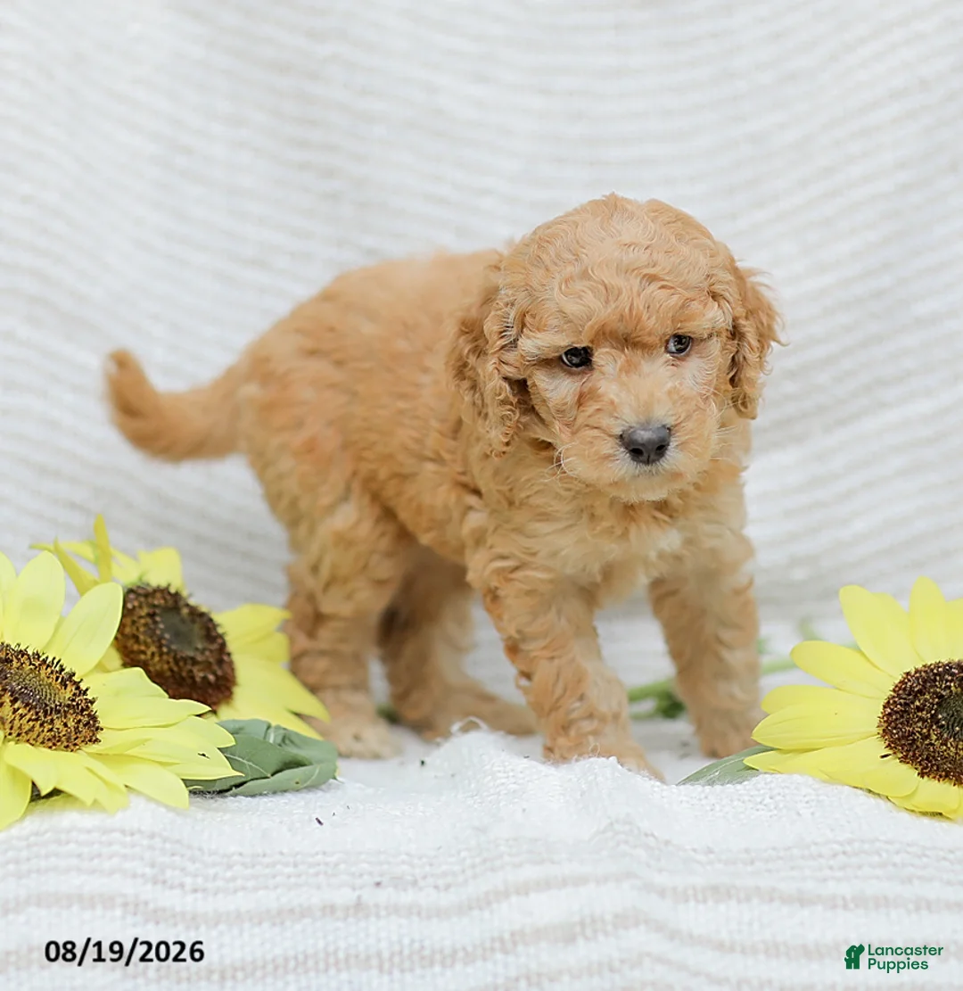 Goldendoodle dogs for sale: Jasmine - Ad 2