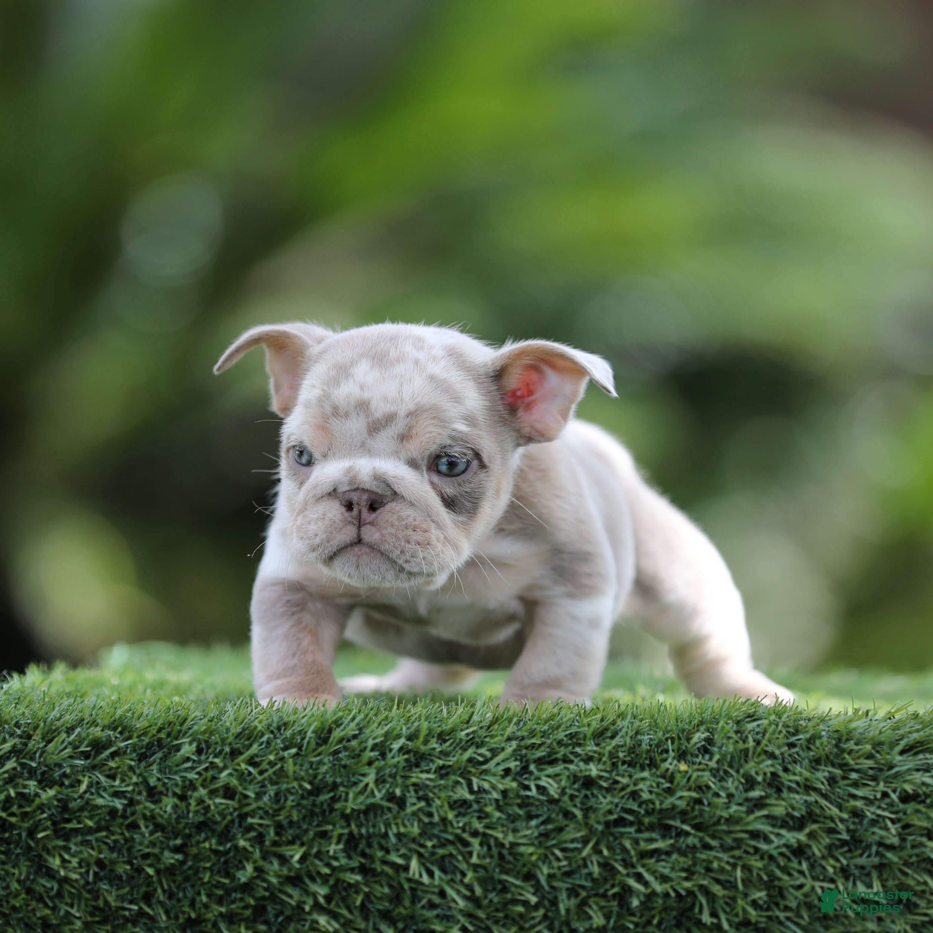 English Bulldog dogs English Bulldog Puppy 5 - Ad 5
