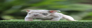 English Bulldog Puppy 5