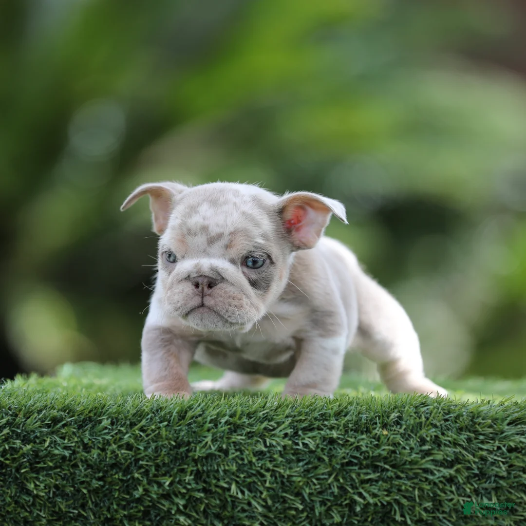 English Bulldog dogs for sale: English Bulldog Puppy 5 - Ad 1