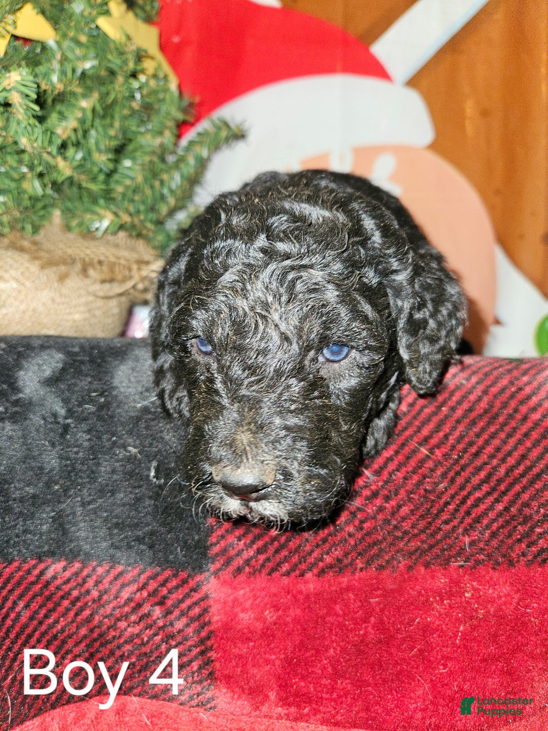 Mixed Breed dogs for sale: Boy #4 - Ad 1