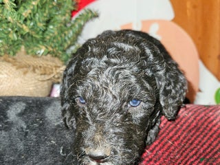 Mixed Breed dogs Boy #4 - Ad 36