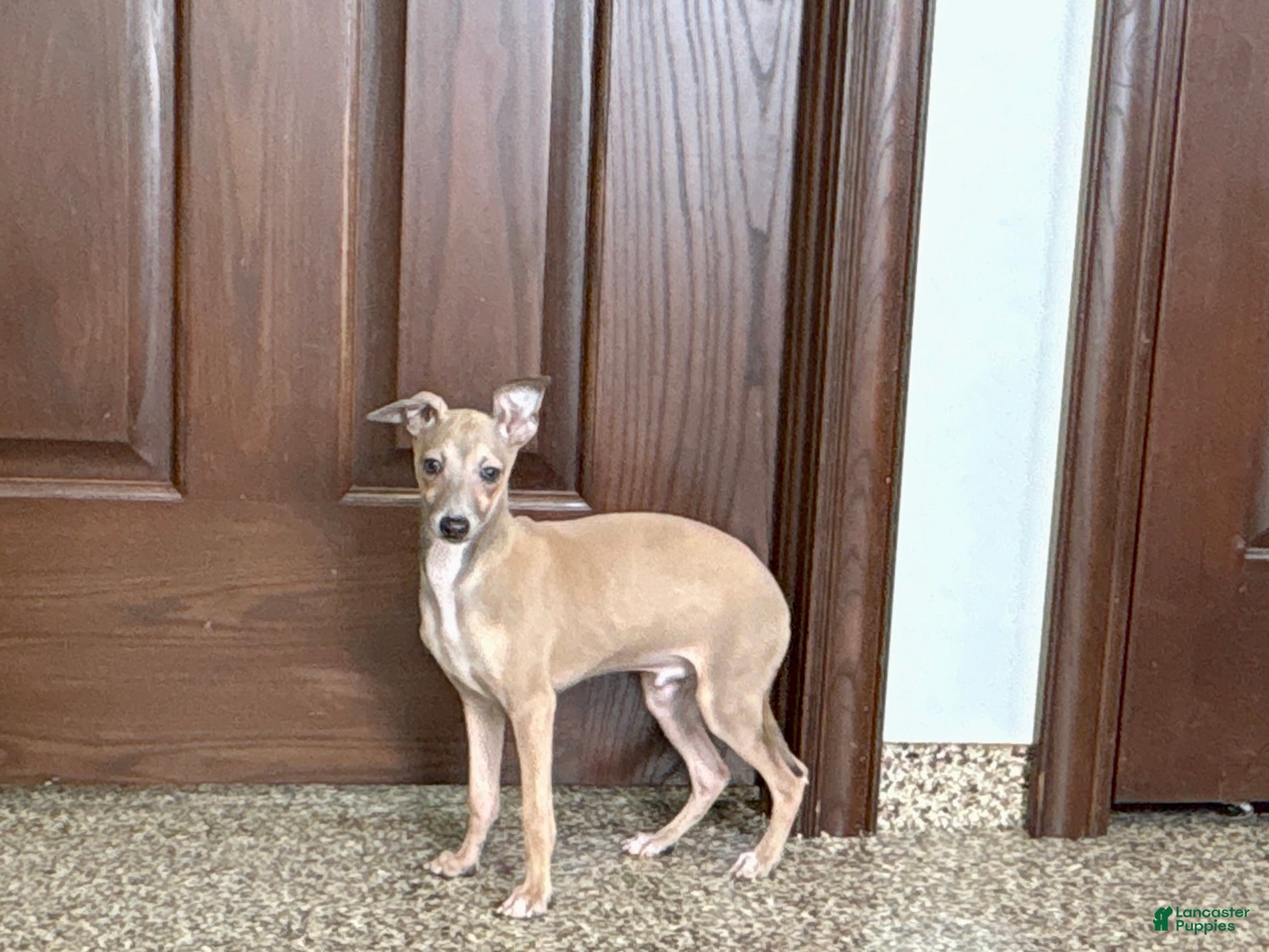 Italian Greyhound dogs Italian Greyhound Puppy 3 - Ad 2