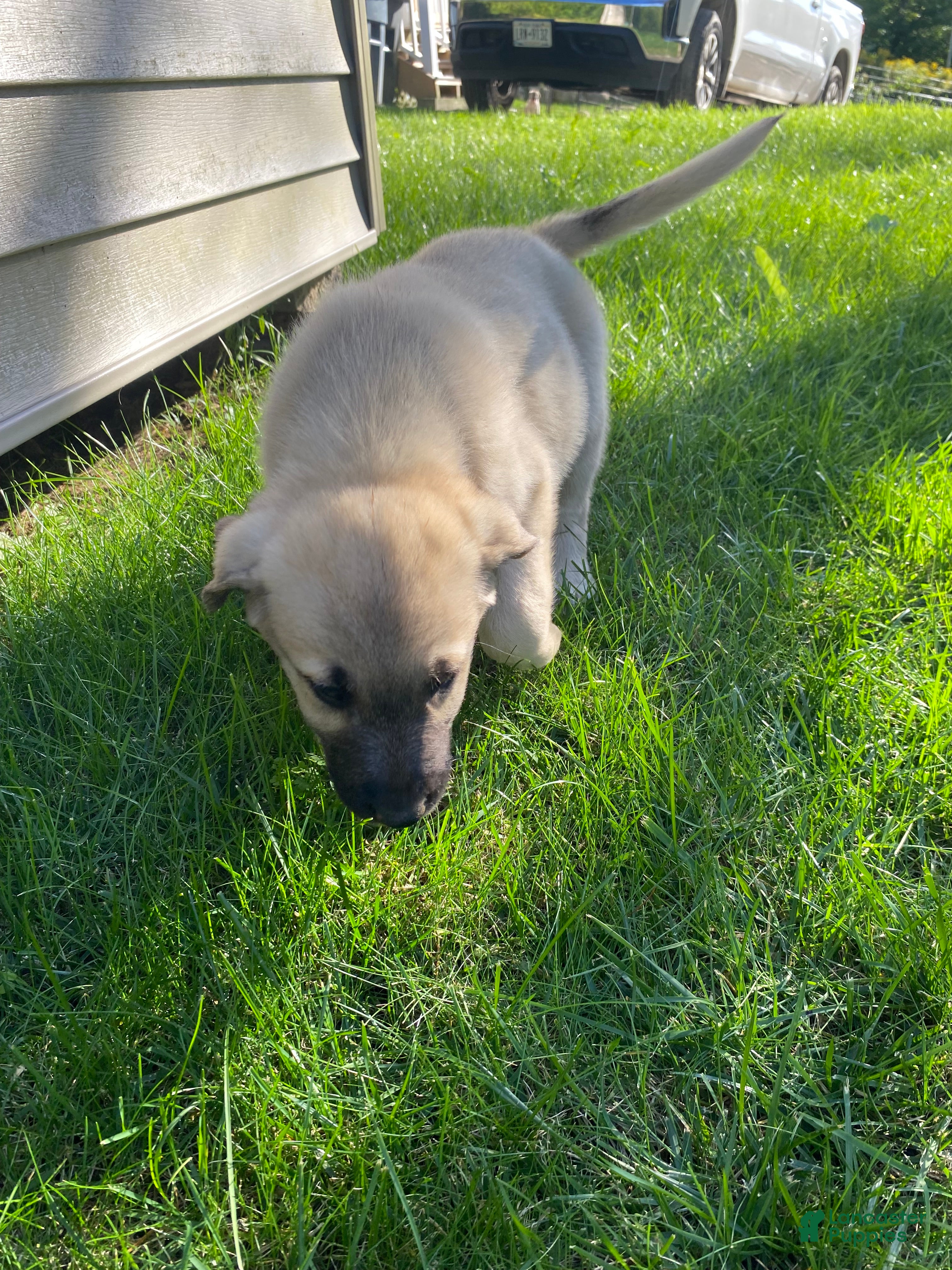 Junior