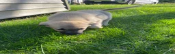 Anatolian Shepherd dogs for sale: Junior - Ad 1