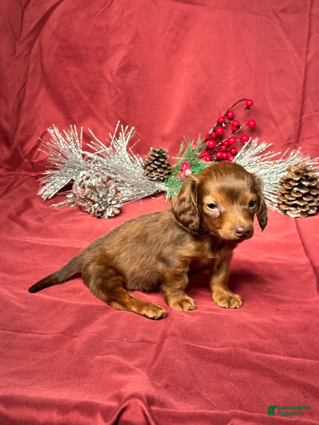 Miniature Dachshund dogs for sale: Preston - Ad 3