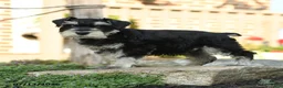 Miniature Schnauzer dogs for sale: Lincoln - Ad 3