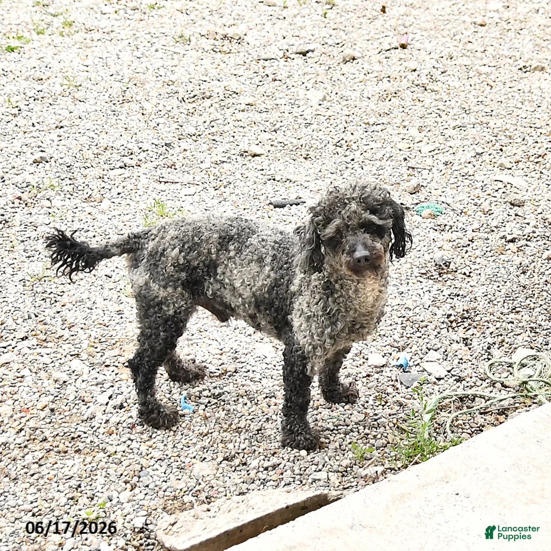 Cavapoo dogs for sale: Bailey - Ad 7