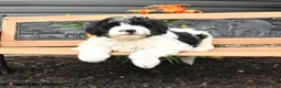 Bernedoodle dogs for sale: Noah - Ad 1