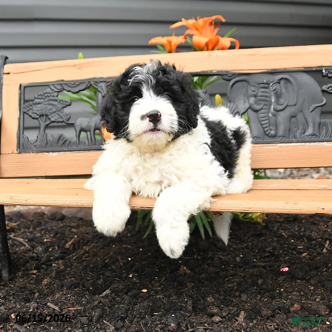 Bernedoodle dogs for sale: Noah - Ad 1