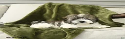 Mixed Breed dogs for sale: Larry - Ad 3
