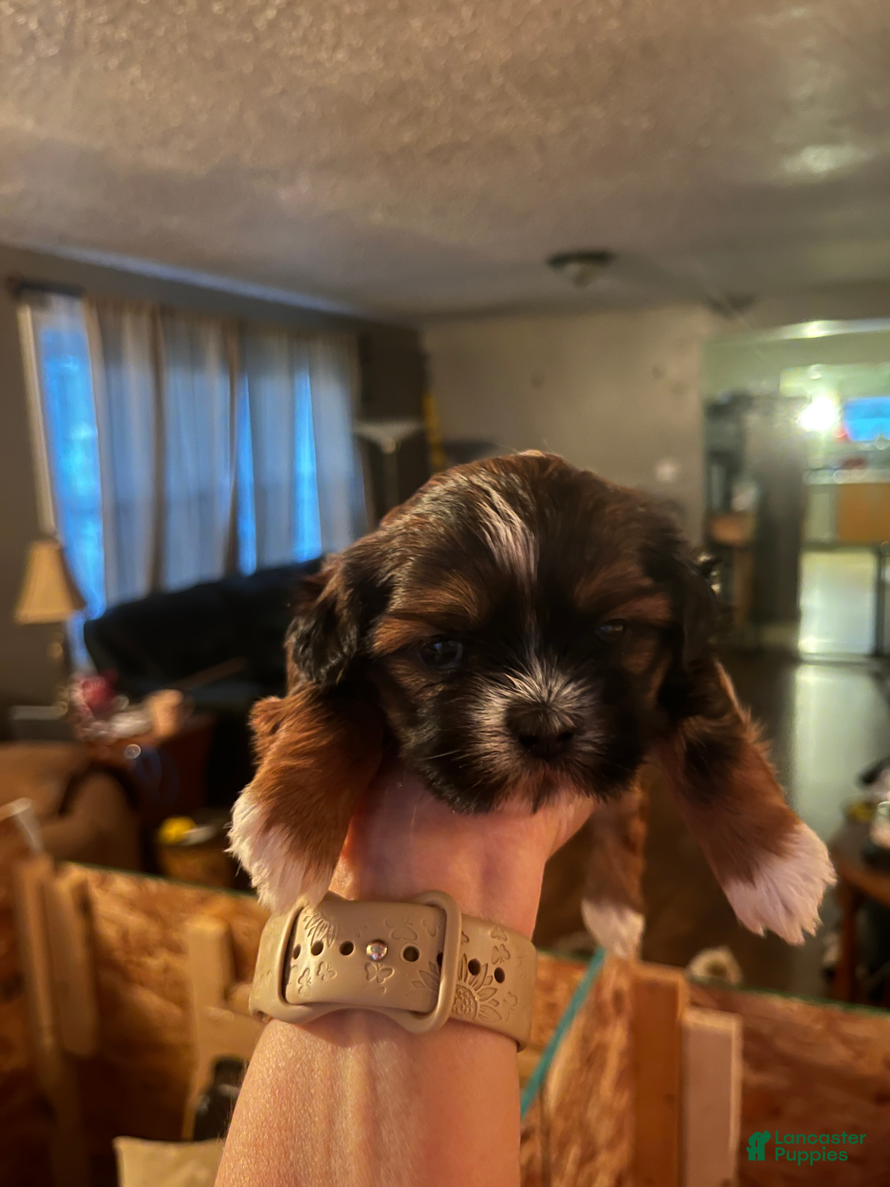 Shih Tzu dogs Sabbath  - Ad 29