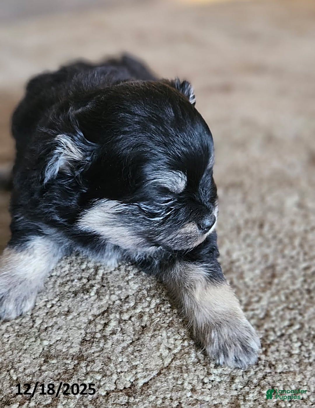 Mixed Breed dogs for sale: Zoey - Ad 2