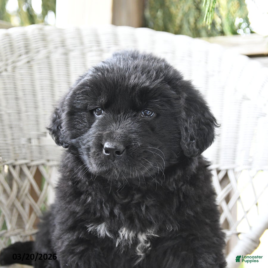 Newfoundland dogs Holly - Ad 2
