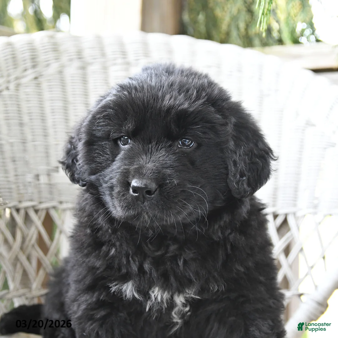 Newfoundland dogs for sale: Holly - Ad 2