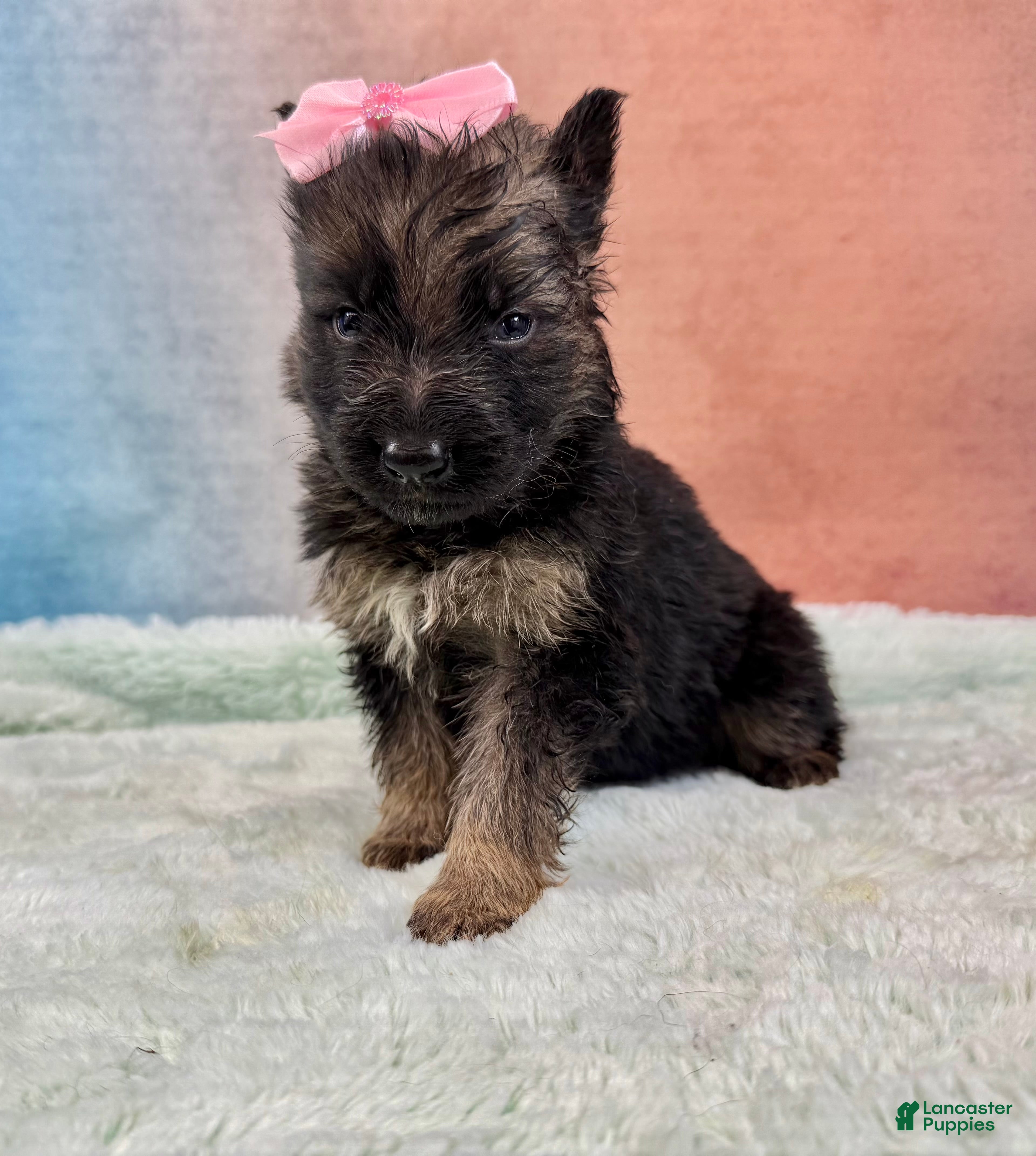 German Shepherd dogs German Shepherd Puppy 4 - Ad 17