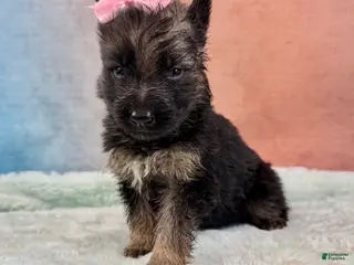 German Shepherd dogs German Shepherd Puppy 4 - Ad 39