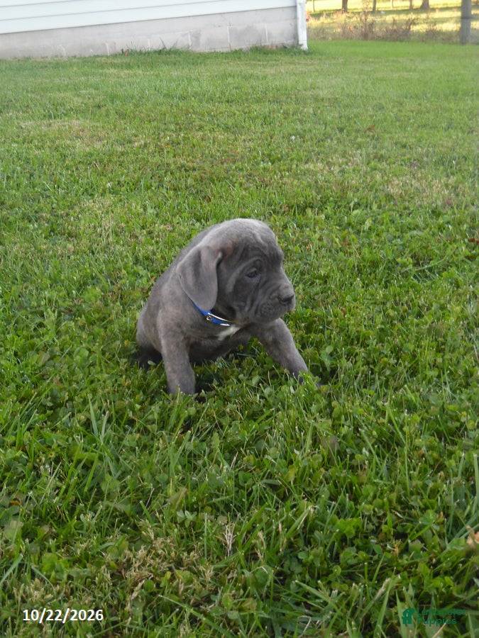 Cane Corso dogs for sale: Amy - Ad 1