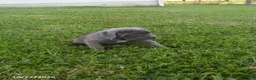 Cane Corso dogs for sale: Amy - Ad 1