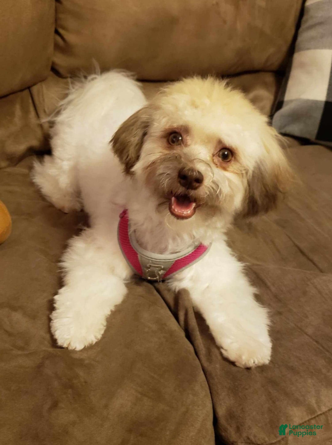 Havapoo dogs for sale: Selleck  - Ad 6