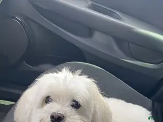 Golden Retriever dogs Golden Retriever Puppy 1 - Ad 10