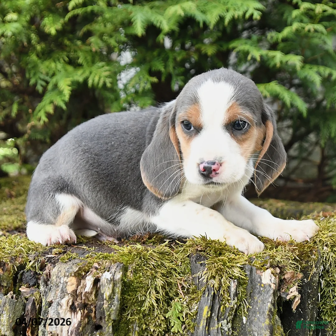 Beagle dogs for sale: Dash - Ad 2