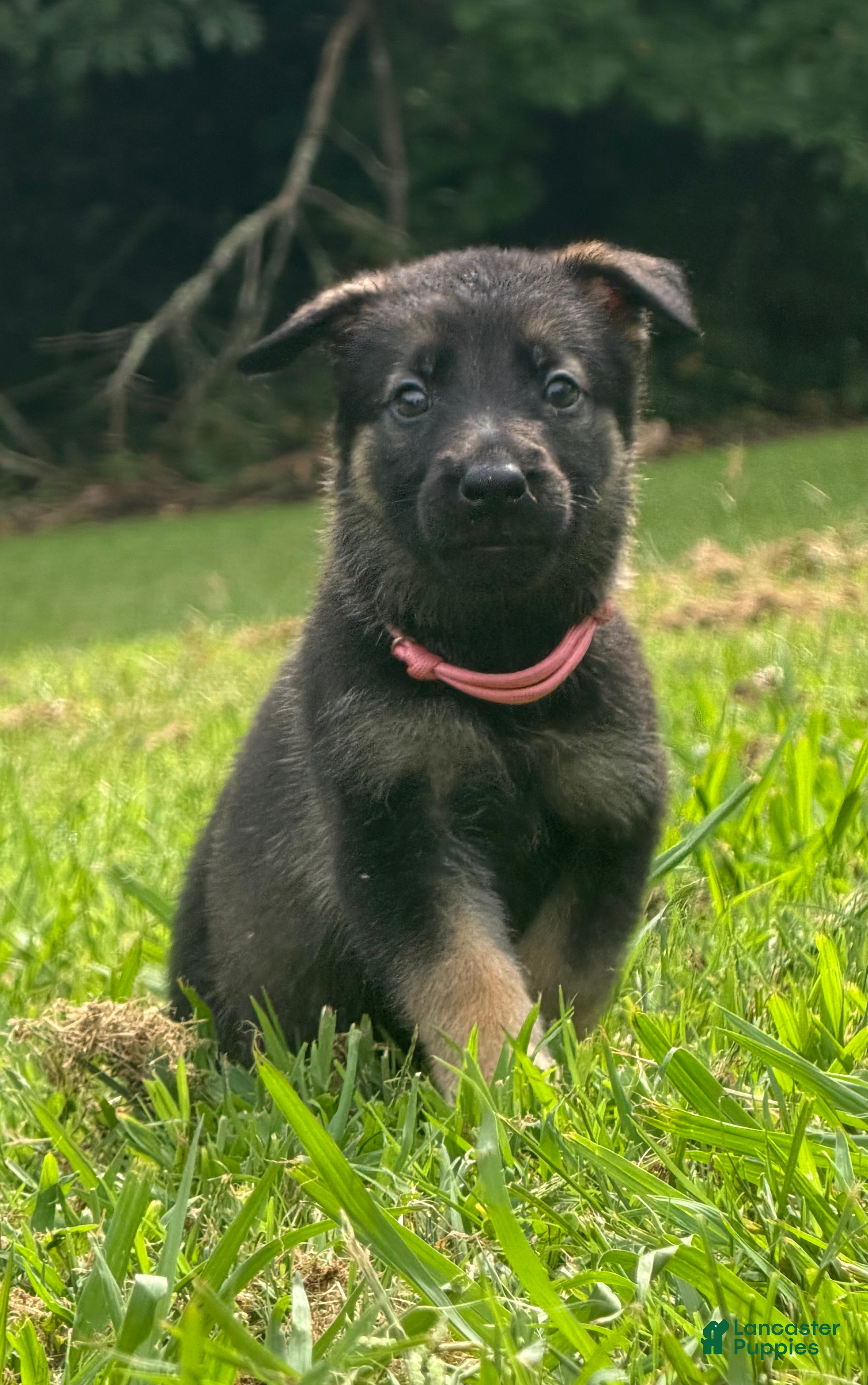 German Shepherd dogs German Shepherd pink collar - Ad 1