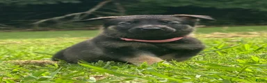 German Shepherd pink collar