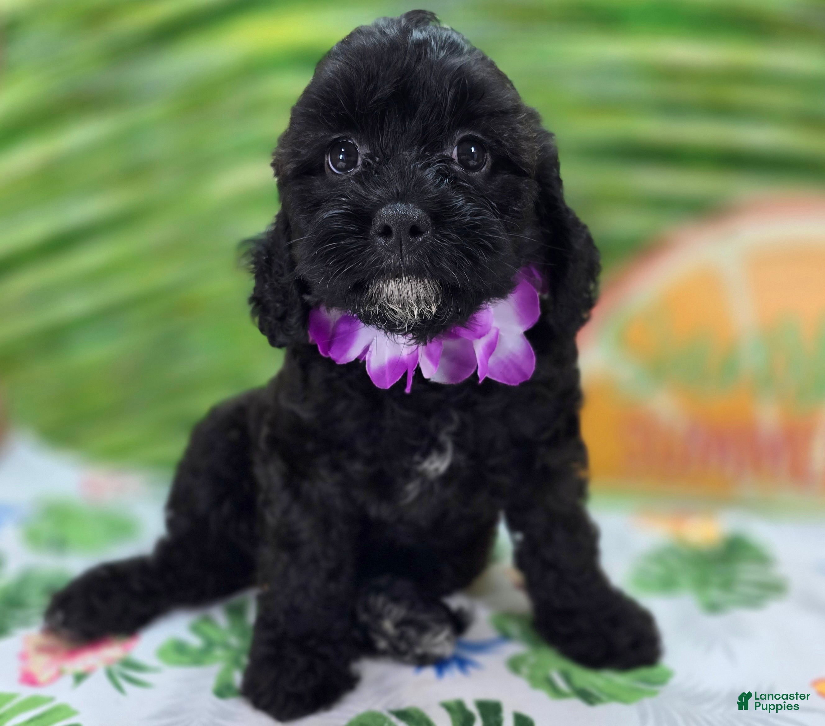 Cavapoo dogs Twink - Ad 32