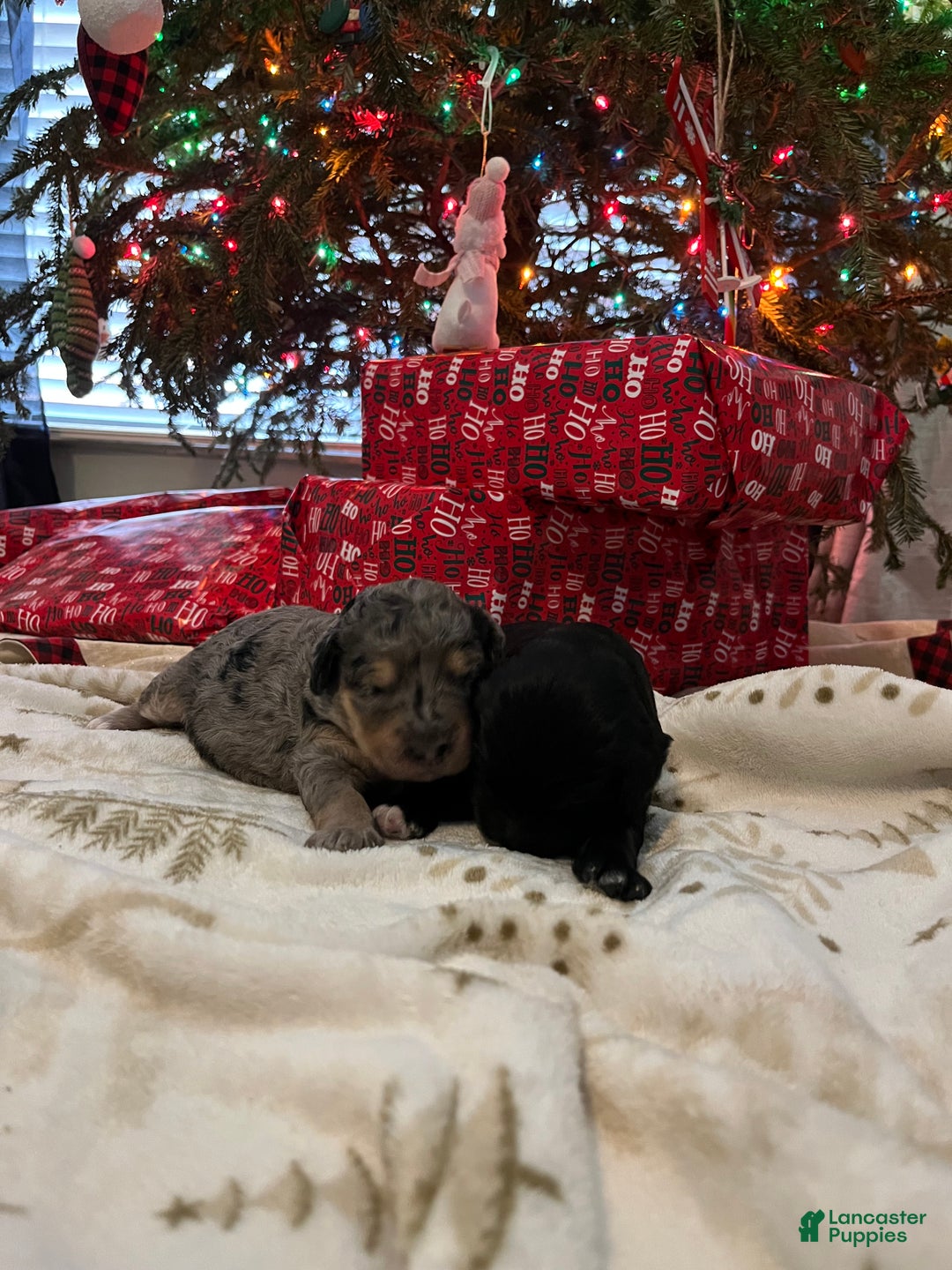 Goldendoodle dogs for sale: Goldendoodle Puppy 2 - Ad 4