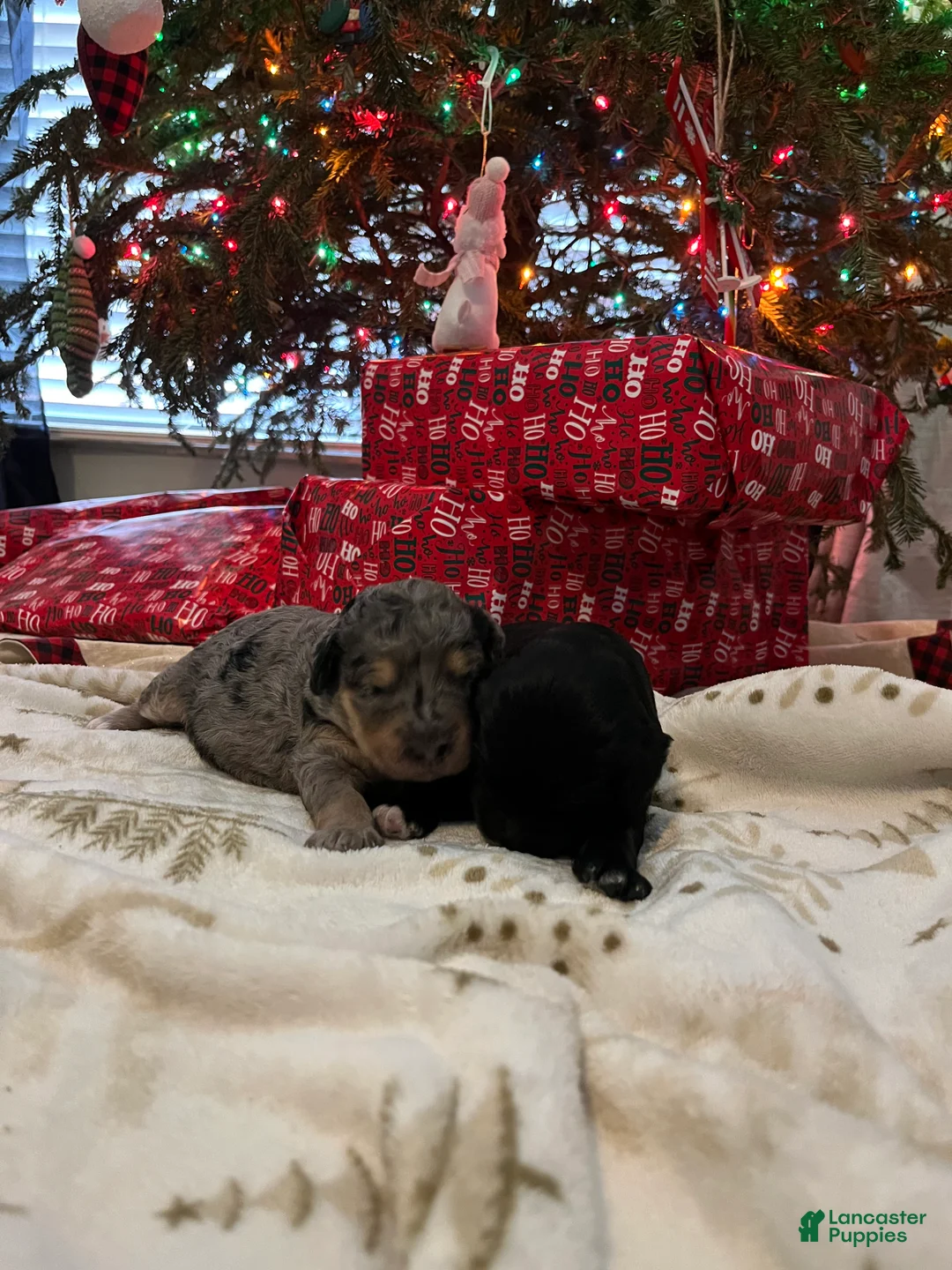 Goldendoodle dogs for sale: Bobbi  - Ad 9