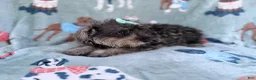 Miniature Schnauzer dogs for sale: Piper - Ad 5