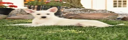German Shepherd dogs for sale: Franklin - Ad 3