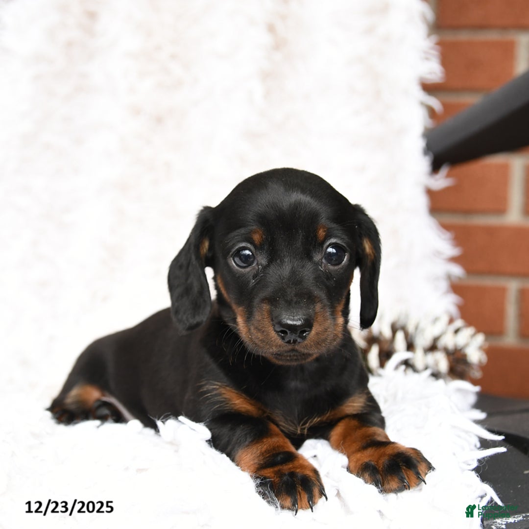 Miniature Dachshund dogs for sale: Sundae - Ad 2