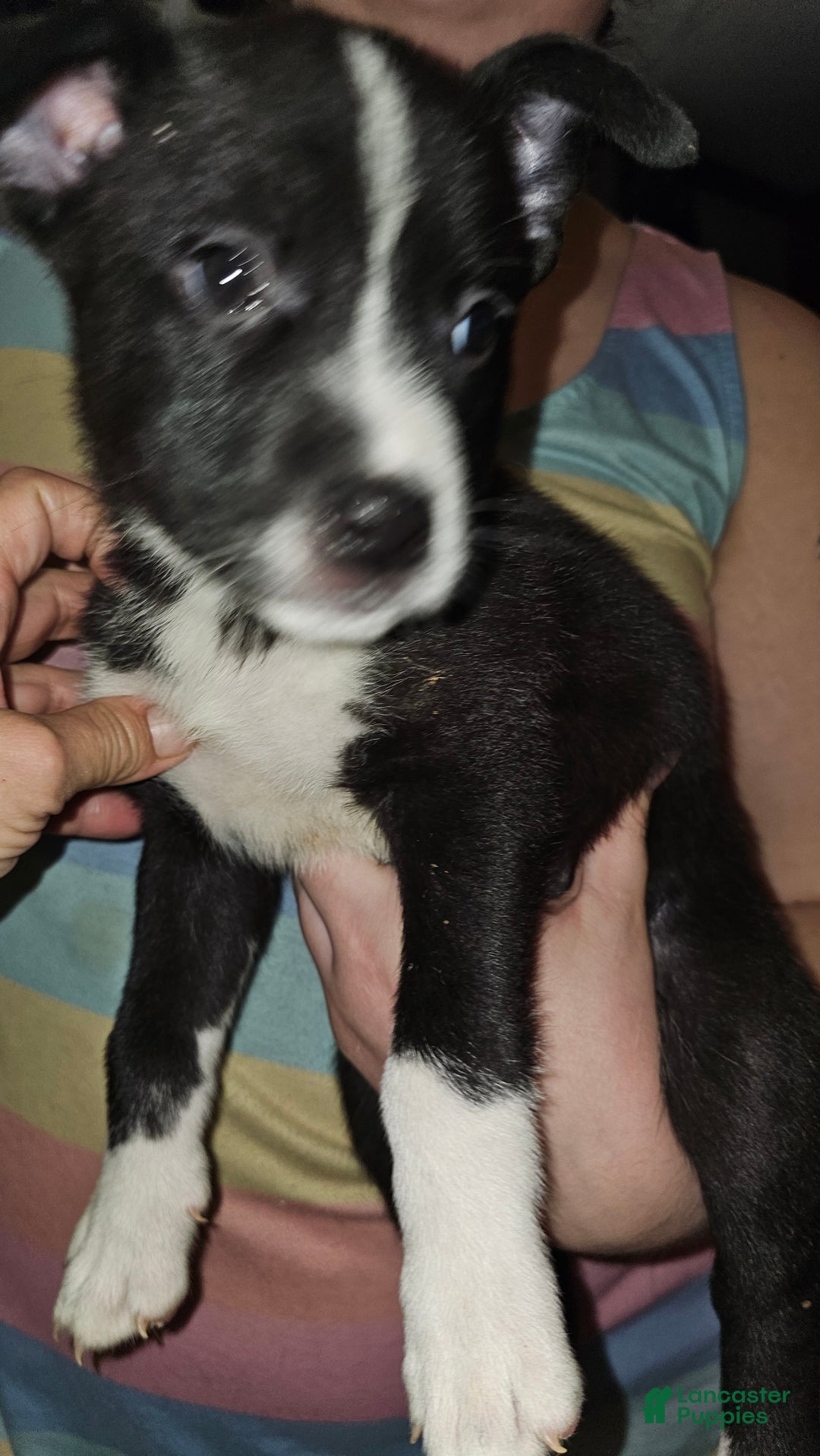 Mixed Breed dogs for sale: Layla - Ad 5