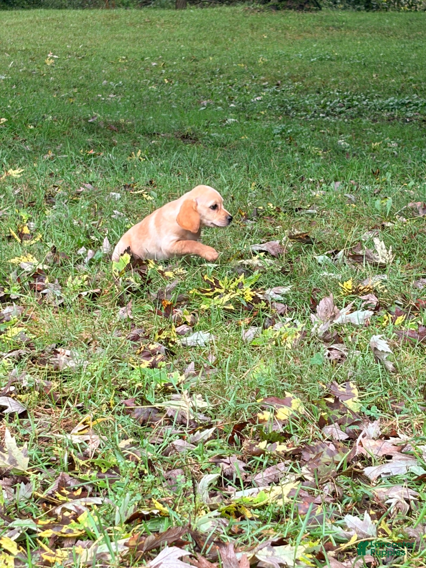 Mixed Breed dogs Mixed Breed 8 - Ad 2