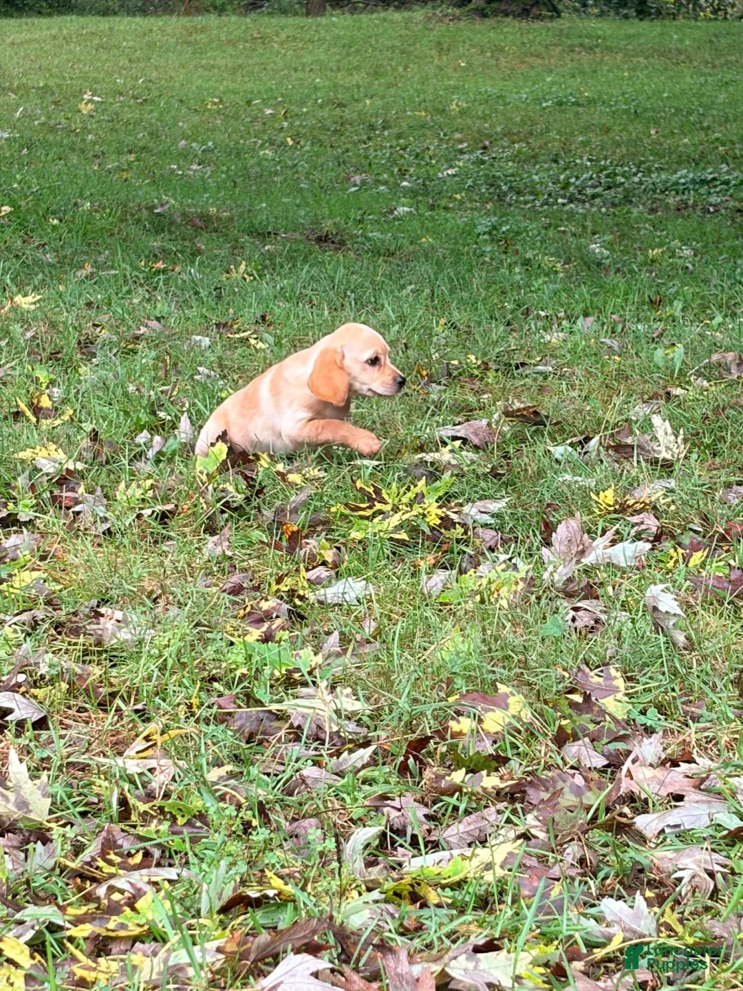 Mixed Breed dogs for sale: Mixed Breed 8 - Ad 2