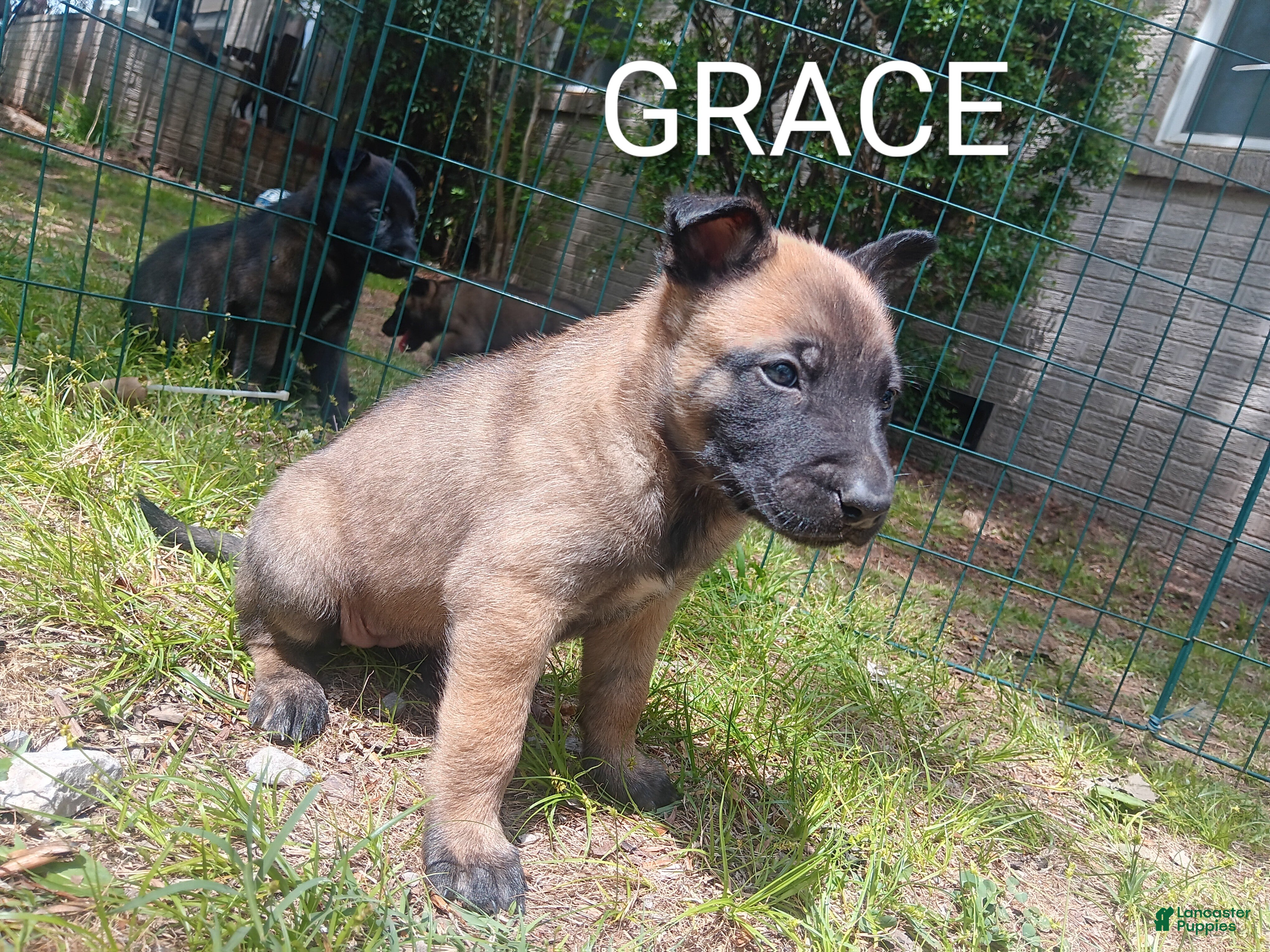Belgian Malinois dogs Belgian Malinois Puppy 9 - Ad 6